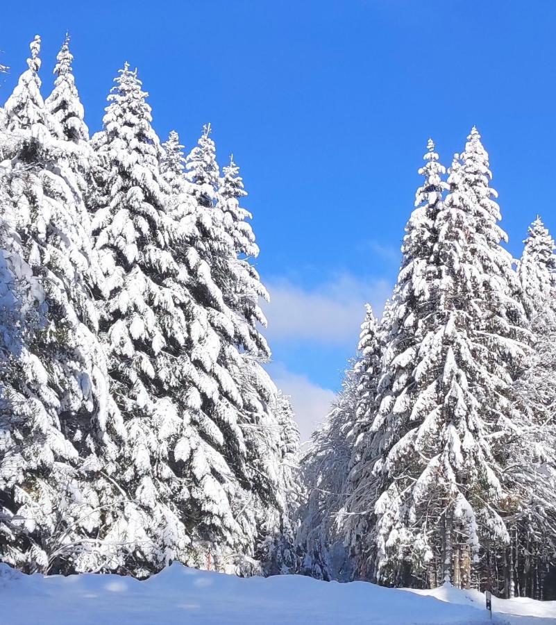 Ferienwohnung Vogelnest Im Schwarzwald Baiersbronn Εξωτερικό φωτογραφία